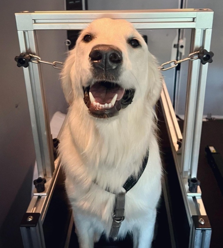 Customized size dog treadmill,small dog treadmill with no motor, small dog slatmill